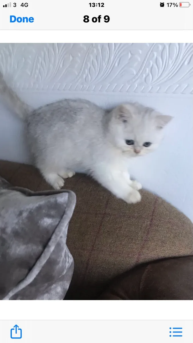 Chinchilla persian kittens last two remaining. - Image 2