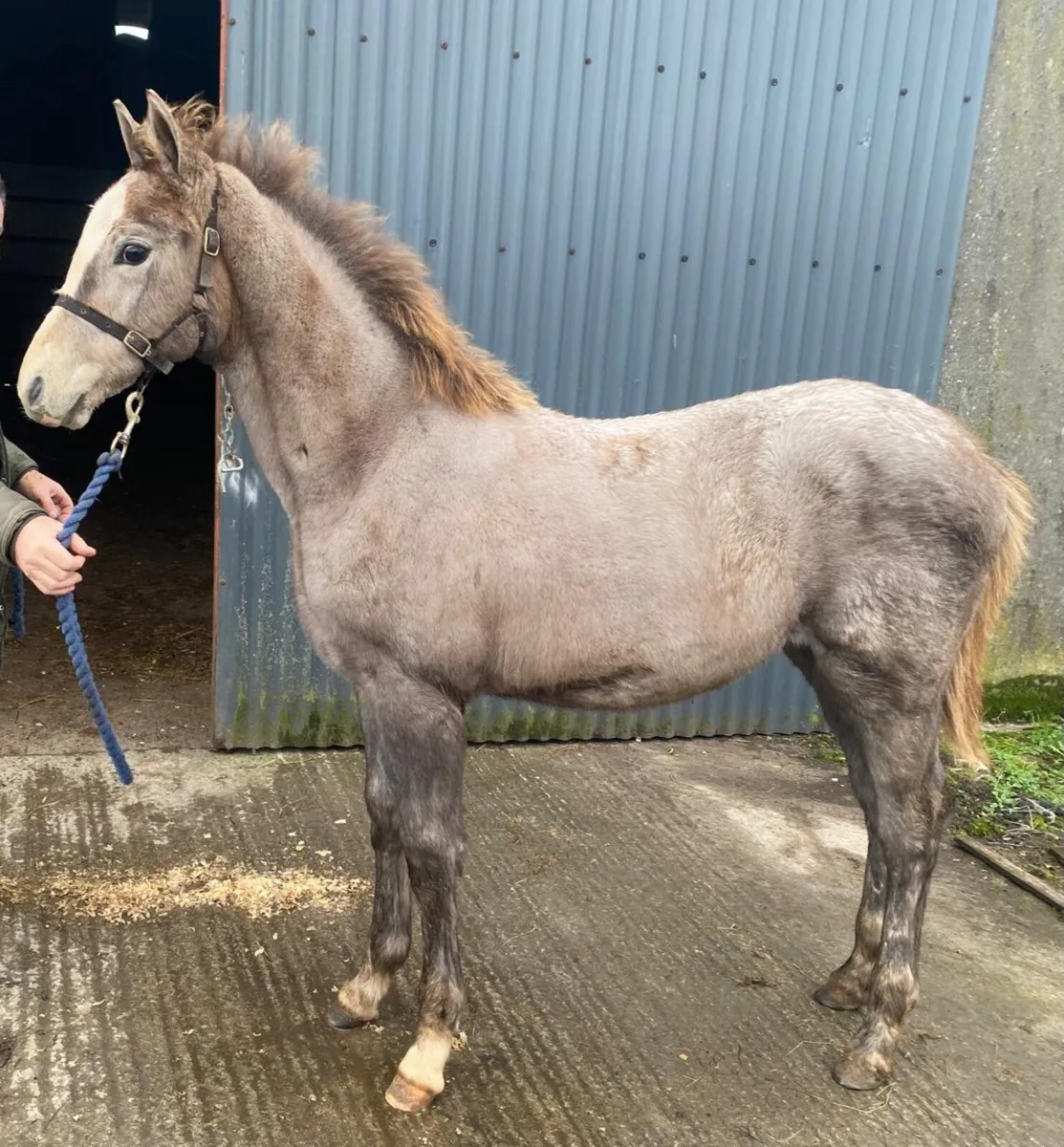 Filly foal - Image 1