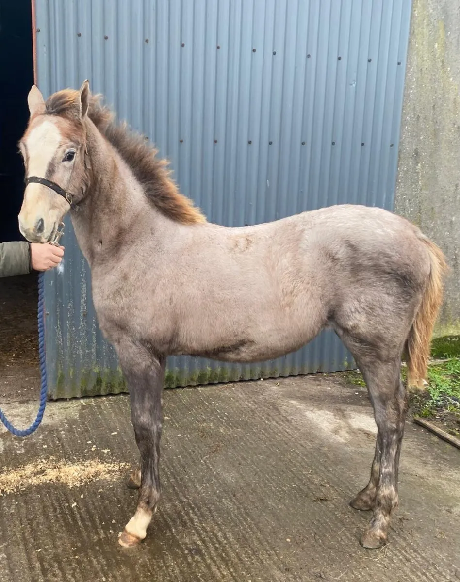 Filly foal - Image 2