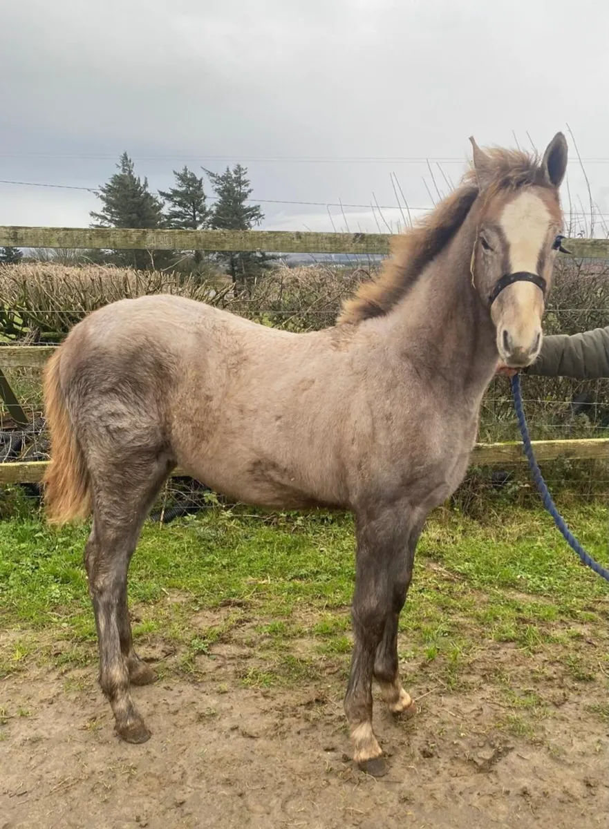 Filly foal - Image 3