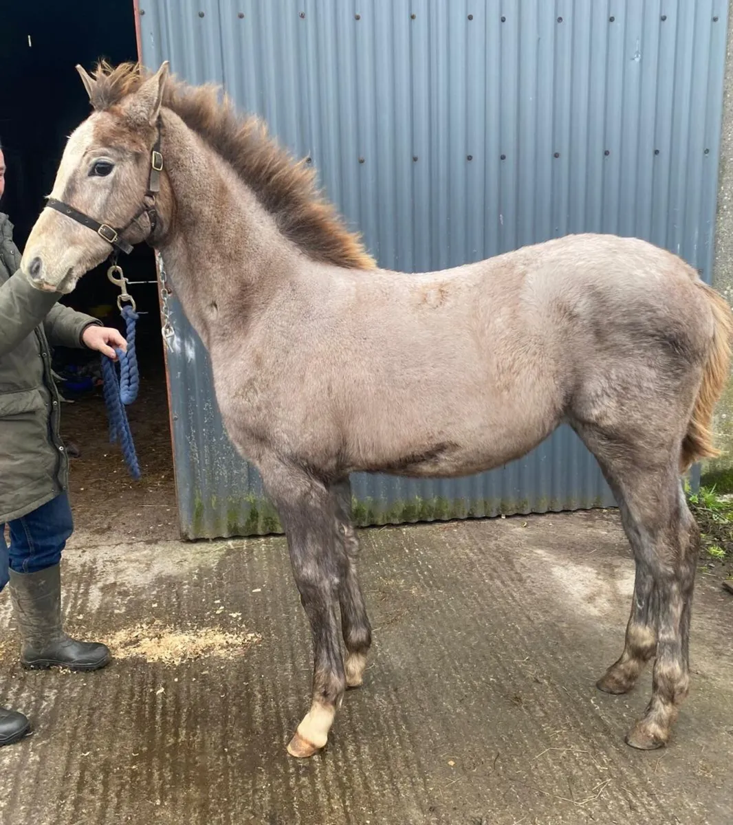 Filly foal - Image 4