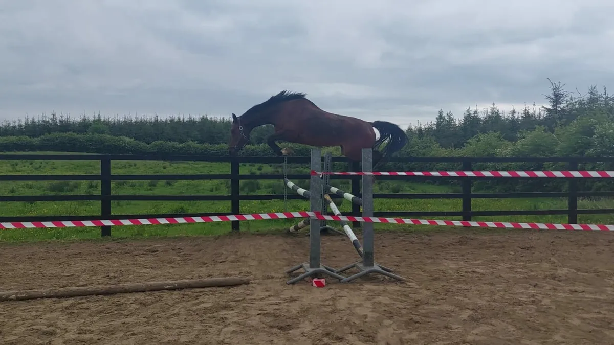 Dallas VDL mare - Image 1