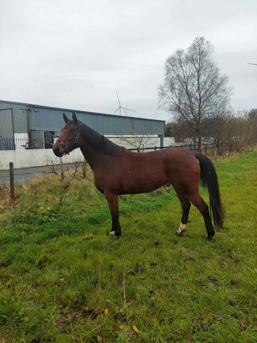 Dallas VDL mare - Image 2