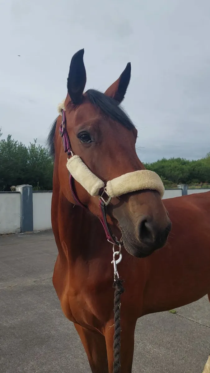 Dallas VDL mare - Image 3