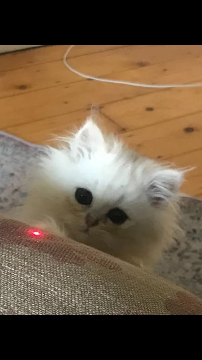 Chinchilla persian kittens last two remaining. - Image 3
