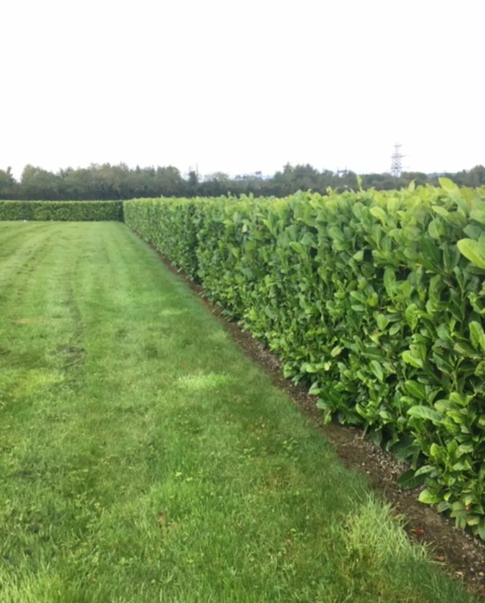 Laurell hedging for sale 🌳 - Image 4