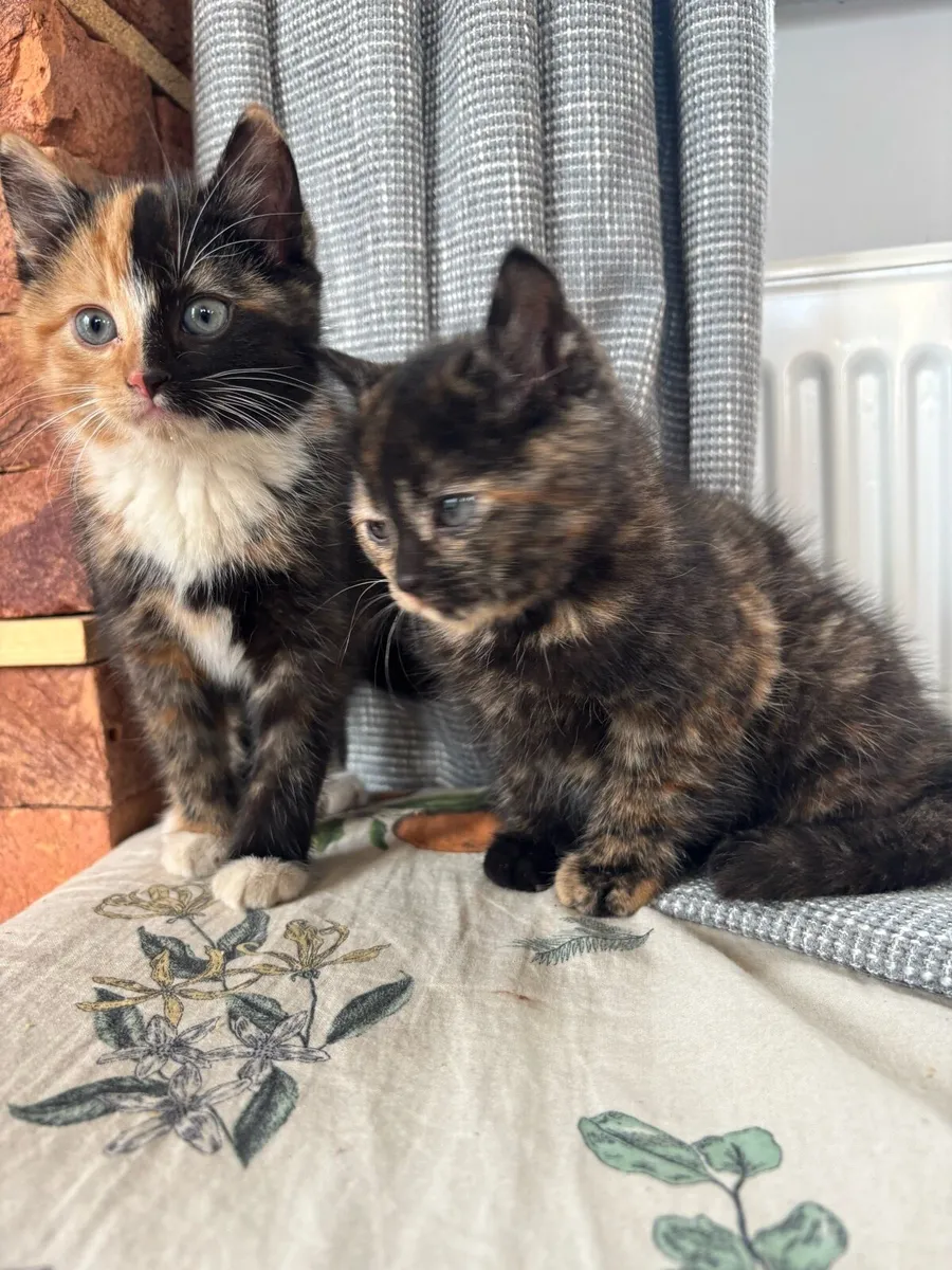 Kittens for sale - Image 2