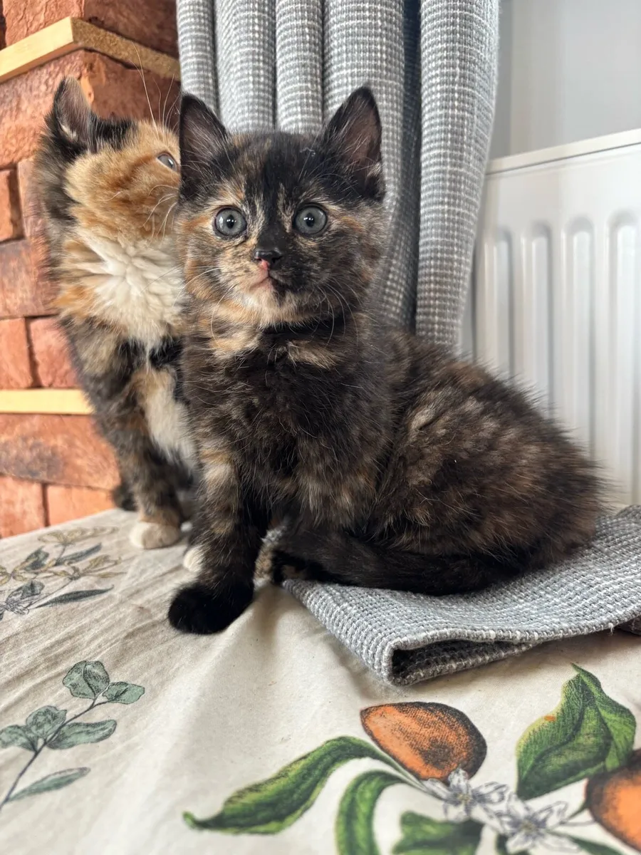 Kittens for sale - Image 3
