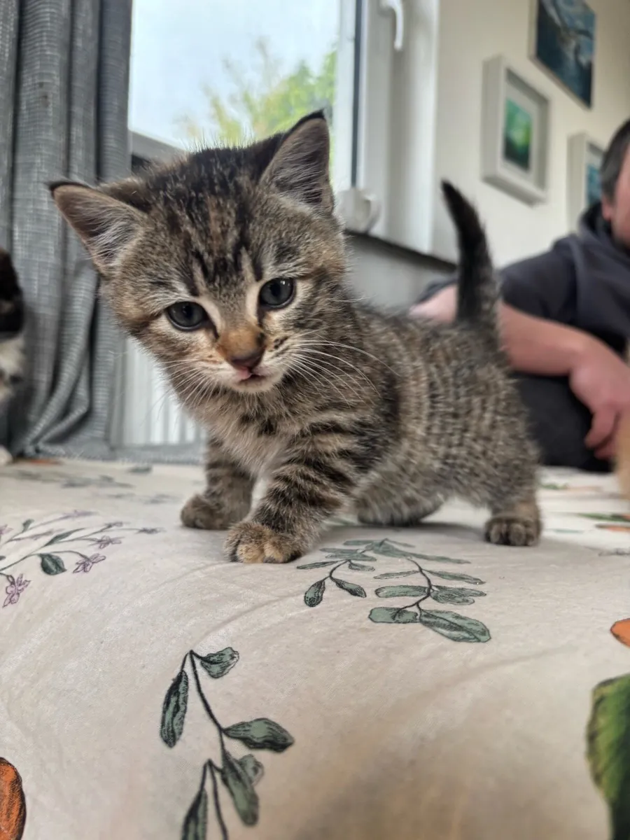 Kittens for sale - Image 4