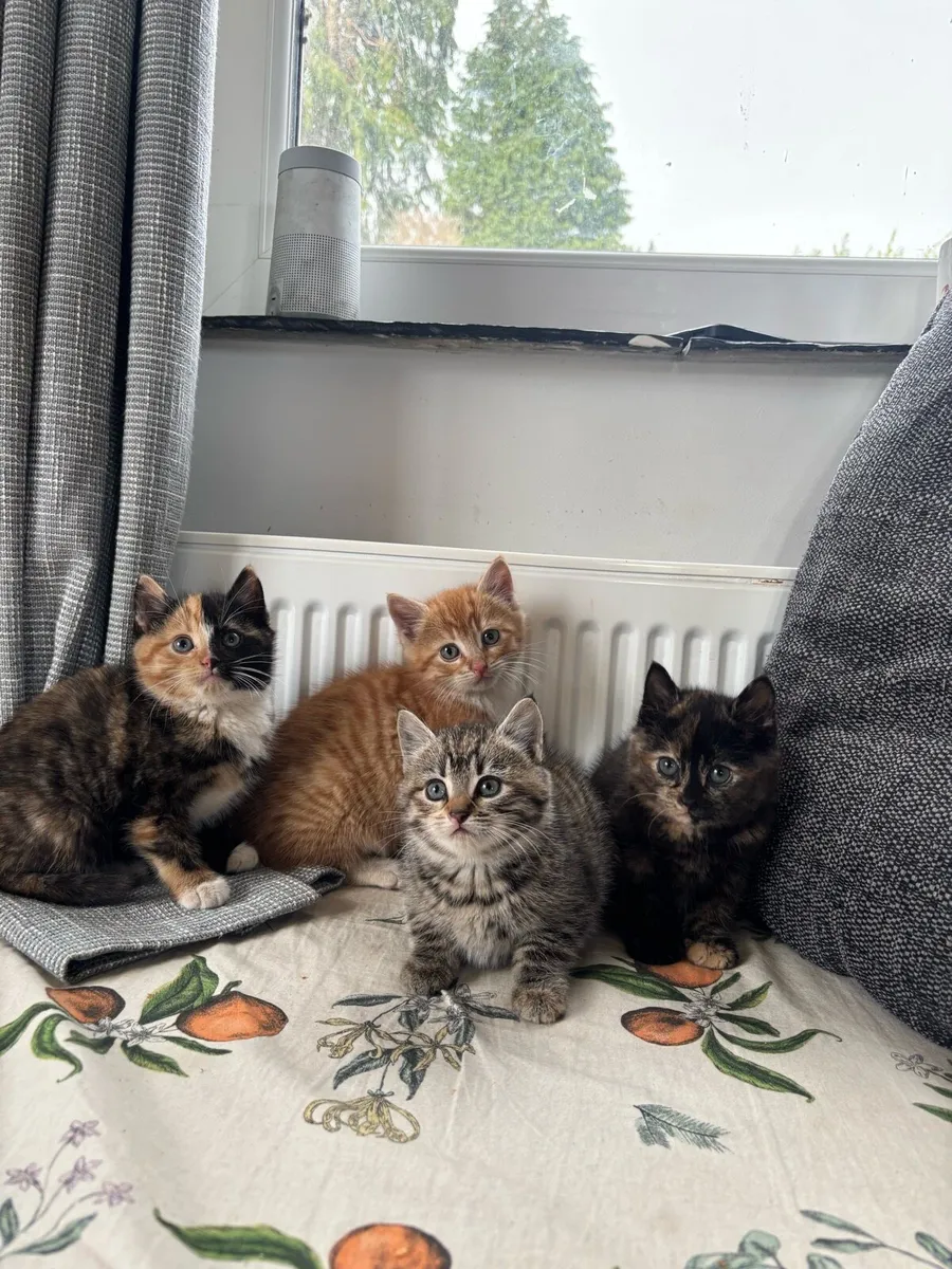 Kittens for sale - Image 1