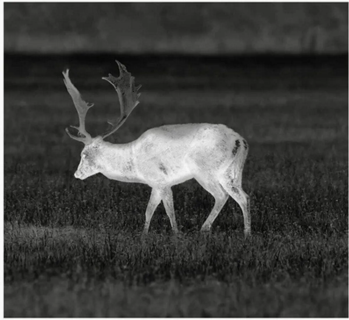 Pulsar Axion 2 XQ35 Thermal Imaging Monocular - Image 4