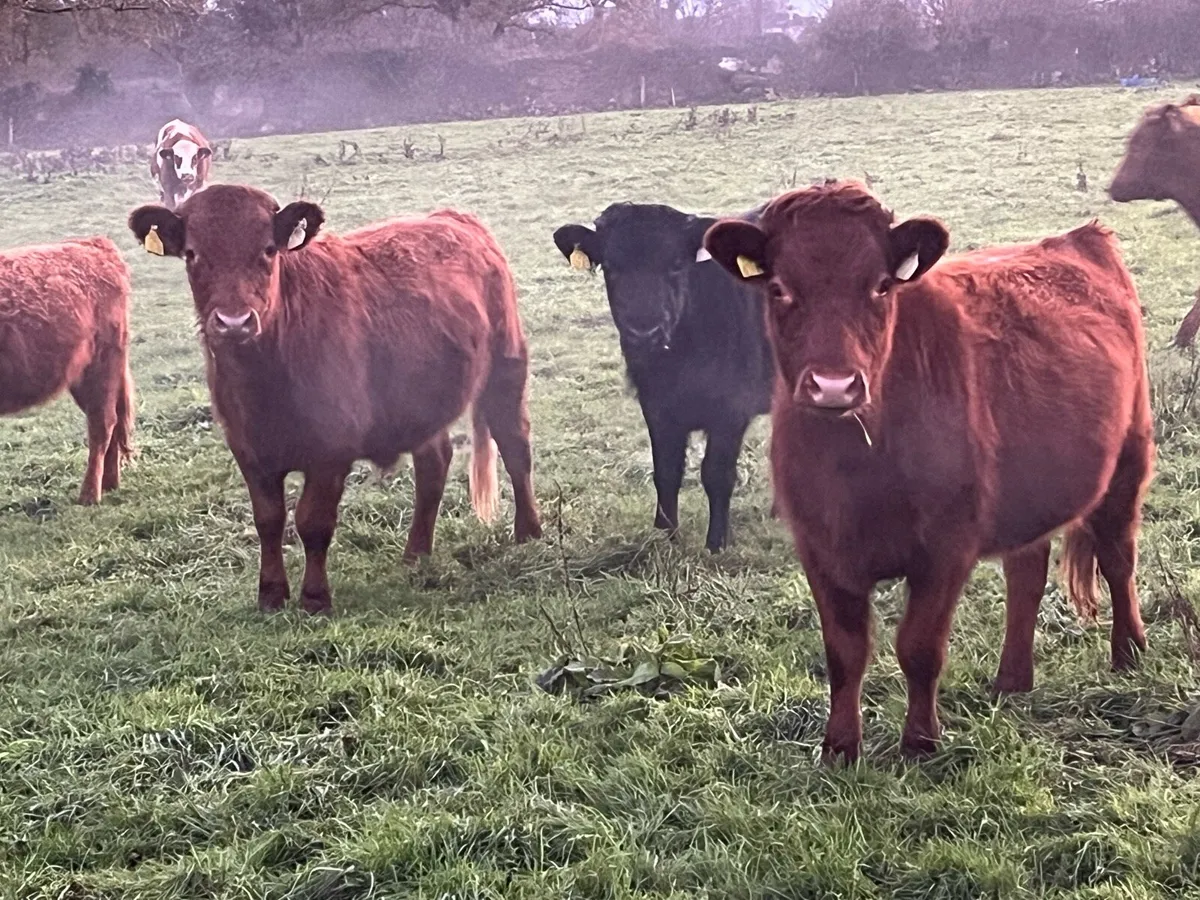 Dexter heifers - Image 2
