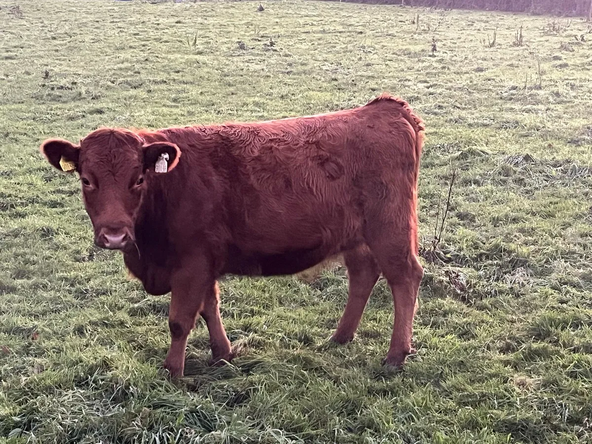 Dexter heifers - Image 3