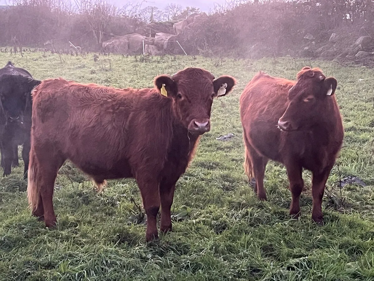 Dexter heifers - Image 4