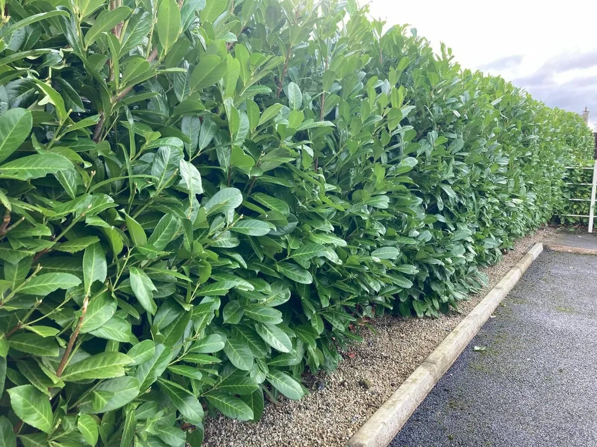 Laurell hedging for sale 🌳 - Image 2