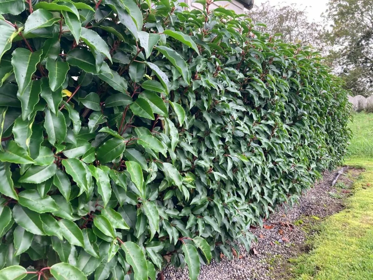 Laurell hedging for sale 🌳 - Image 3