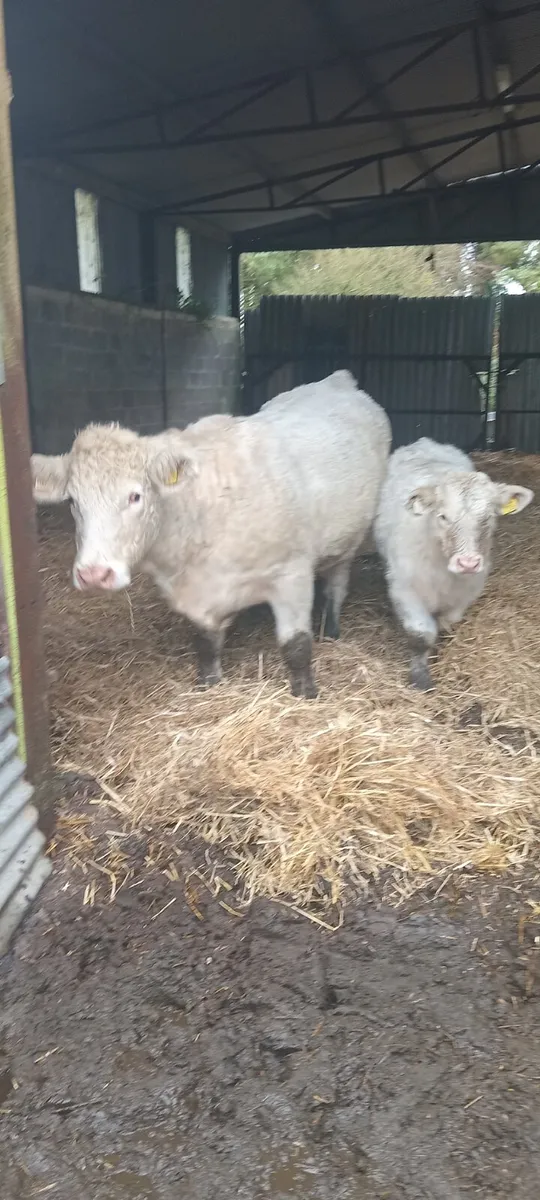 PBR Charolais Heifer - Image 2