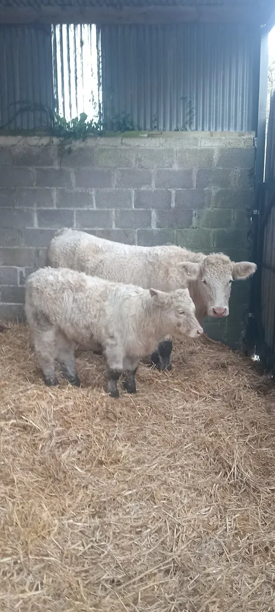 PBR Charolais Heifer - Image 1
