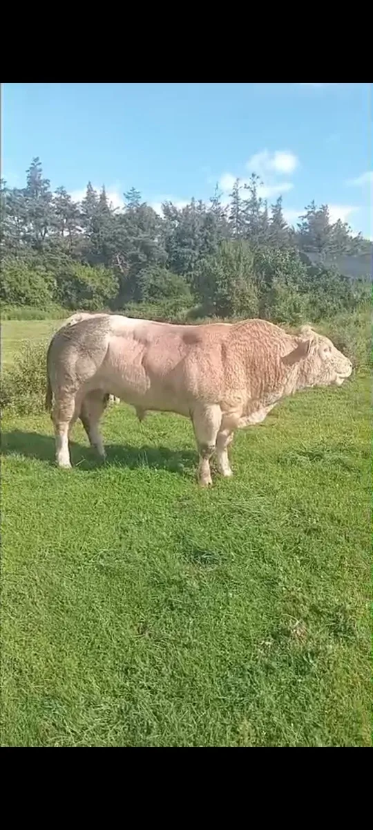 PBR Charolais Heifer - Image 4