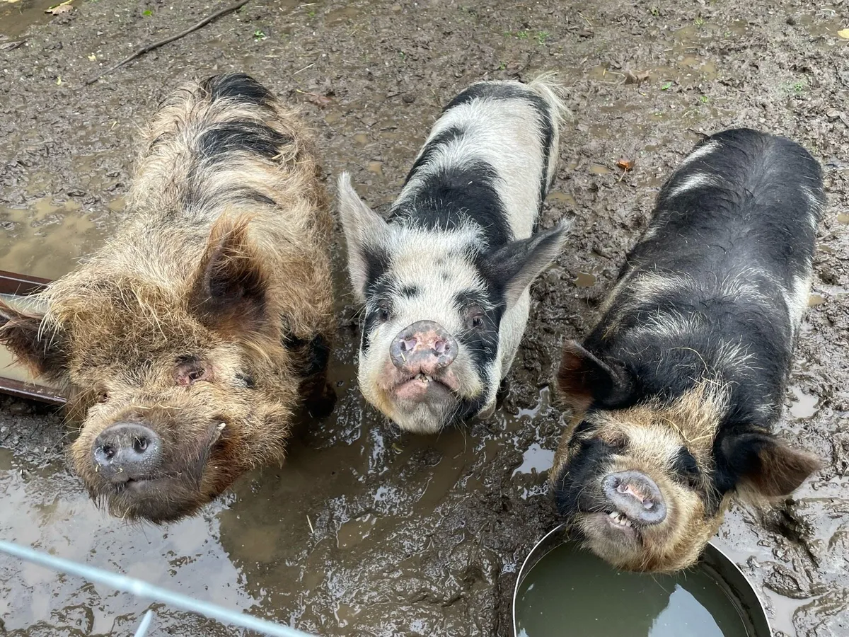 Kune kune pigs