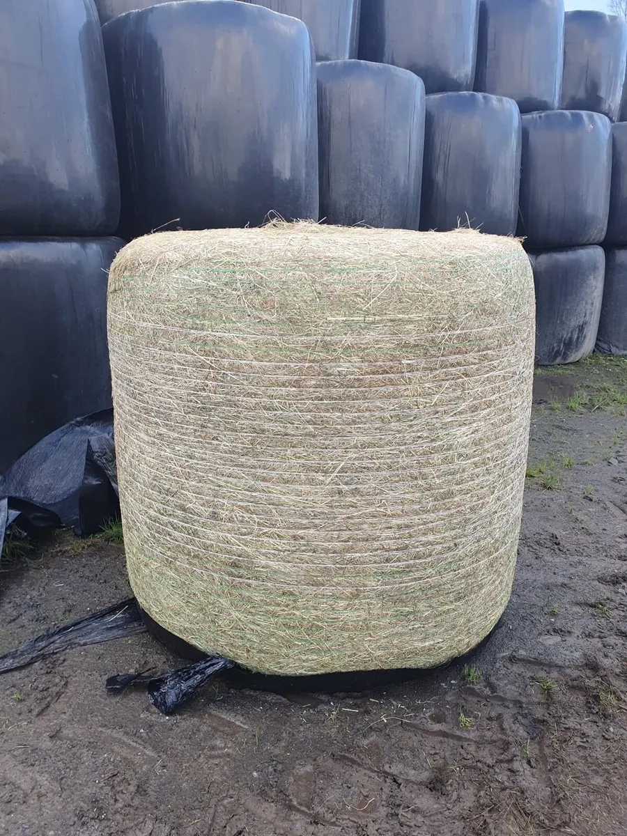 Haylage - Image 3