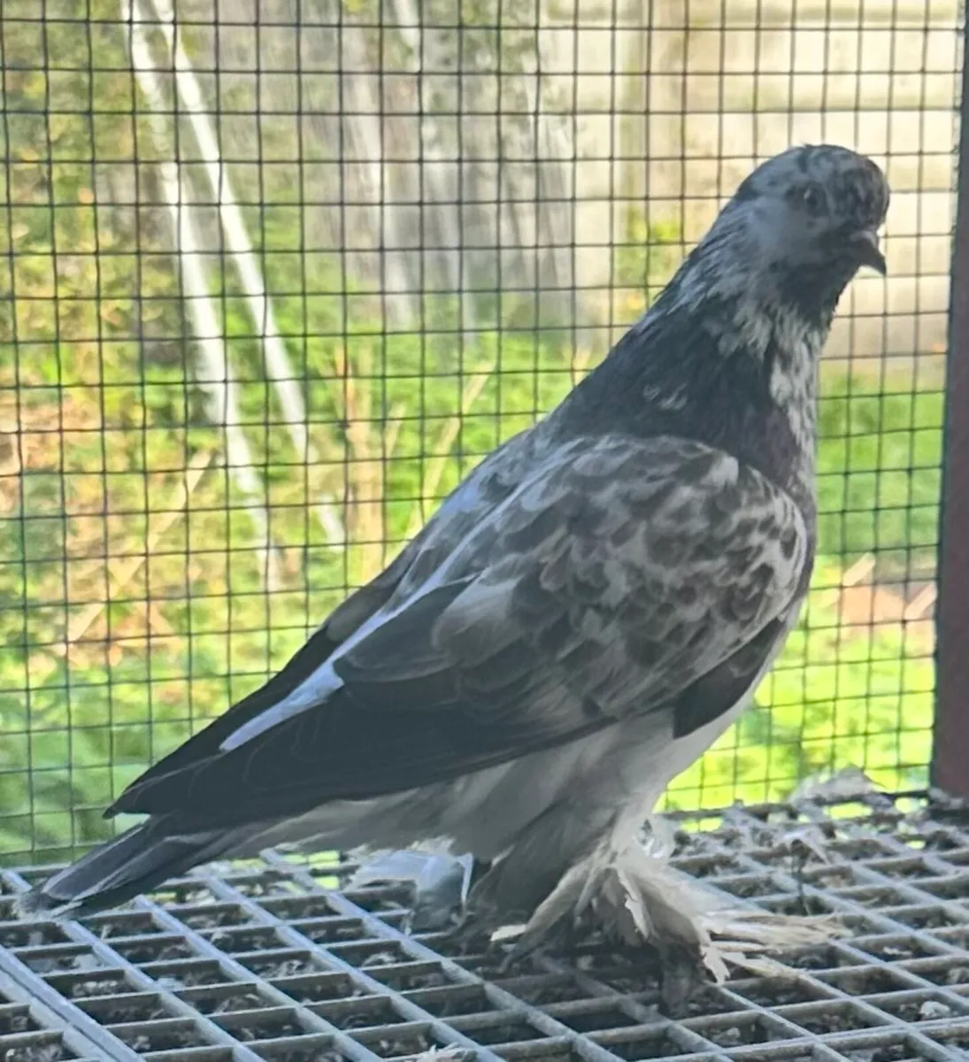 24 IFTS 3 LTS for sale  will be sale together - Image 2