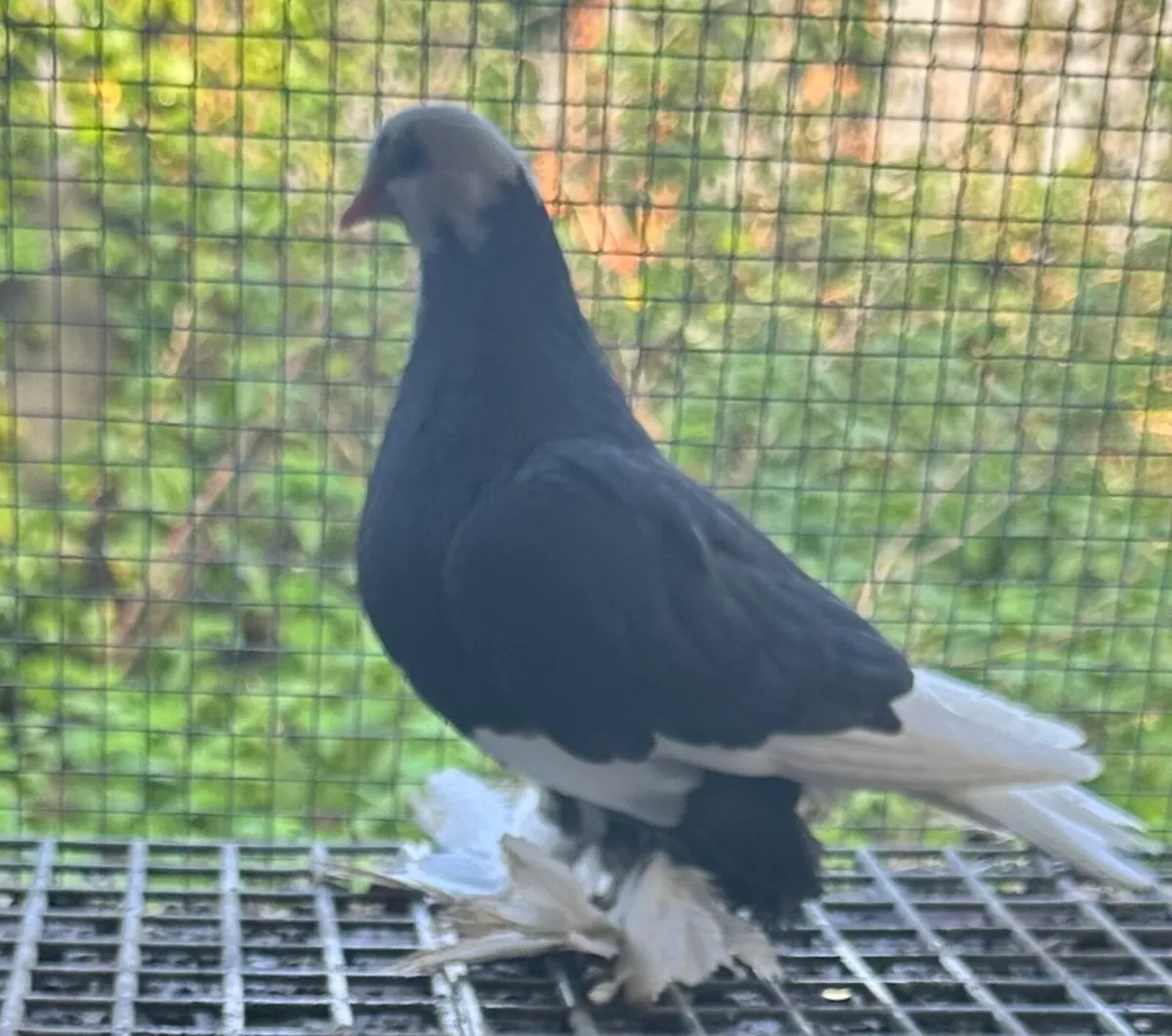 24 IFTS 3 LTS for sale  will be sale together - Image 3