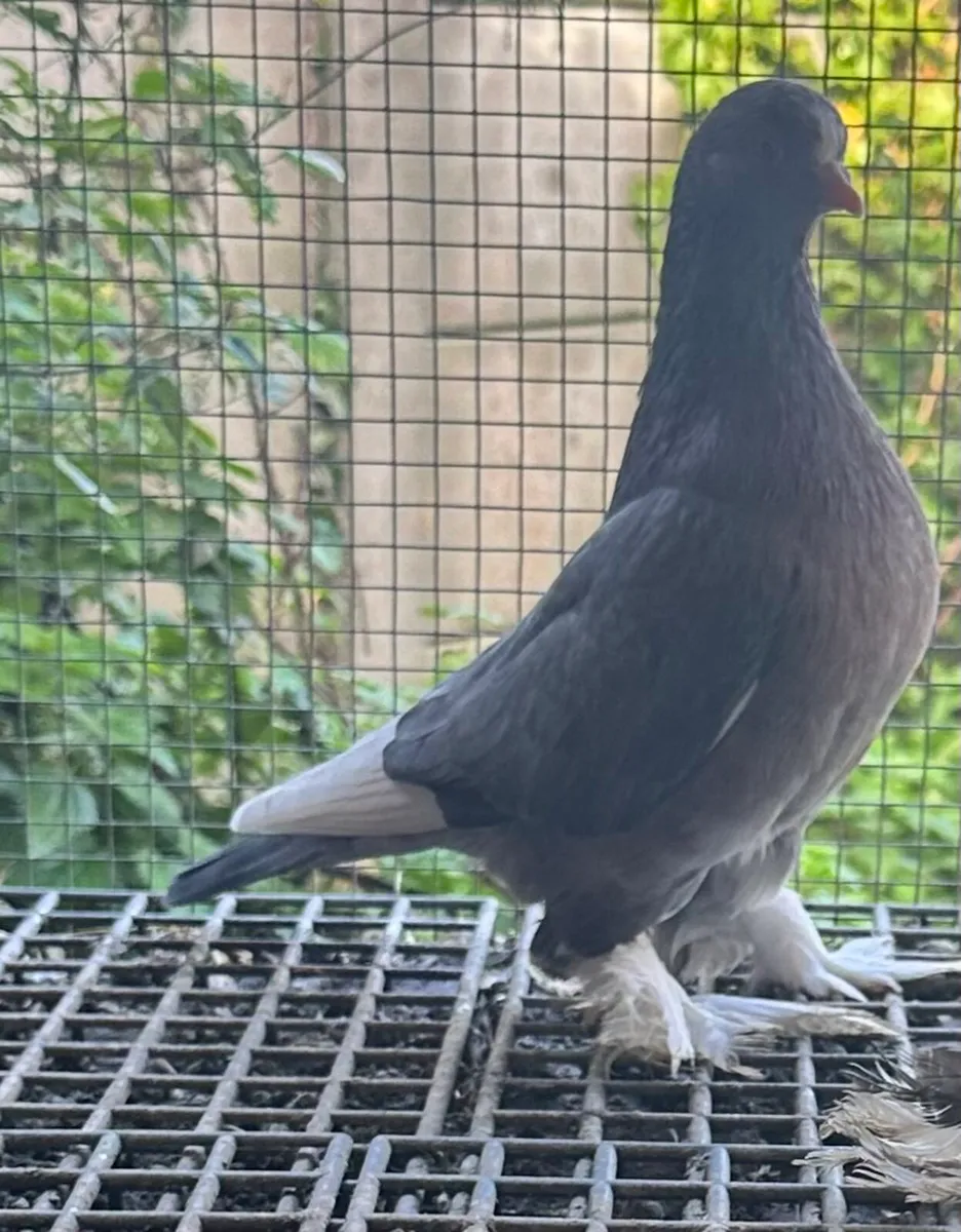 24 IFTS 3 LTS for sale  will be sale together - Image 4