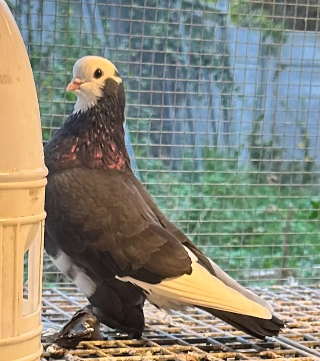 24 IFTS 3 LTS for sale  will be sale together - Image 1