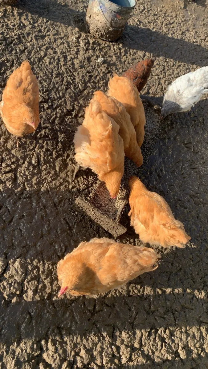 Purebred Buff Orpington Roosters - Image 2