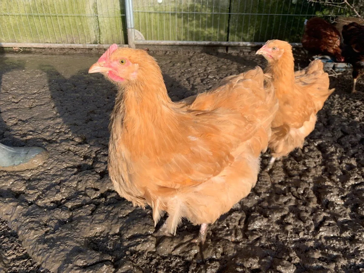 Purebred Buff Orpington Roosters - Image 3