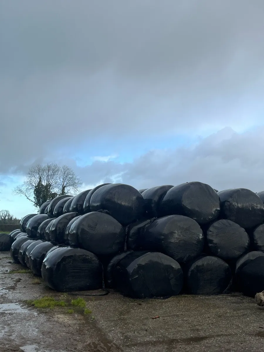1st & 2nd cut silage - Image 2