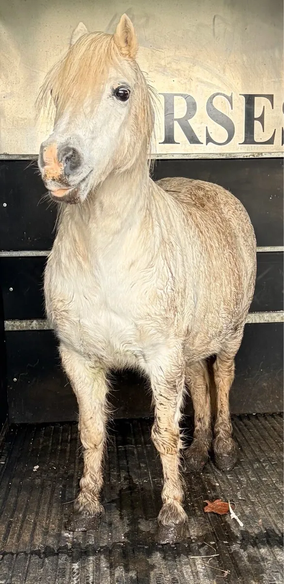 Welch type mare 12hh - Image 1