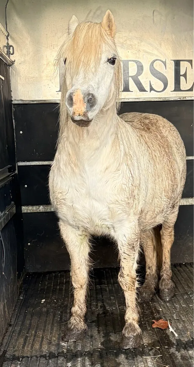 Welch type mare 12hh - Image 2