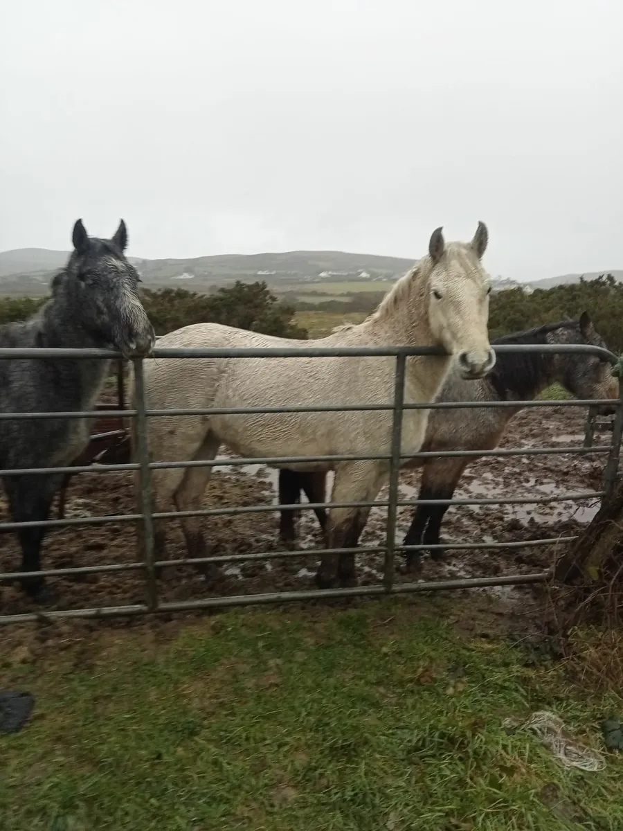 Horses - Image 1