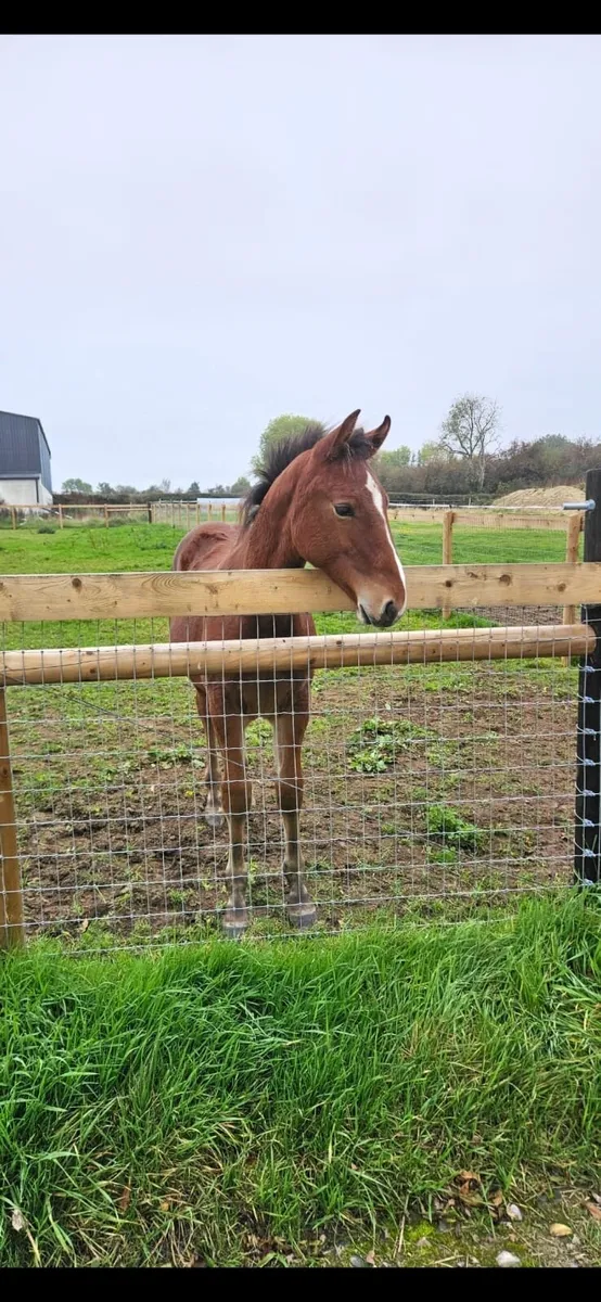 Irish Draft Colt Foal - Image 2
