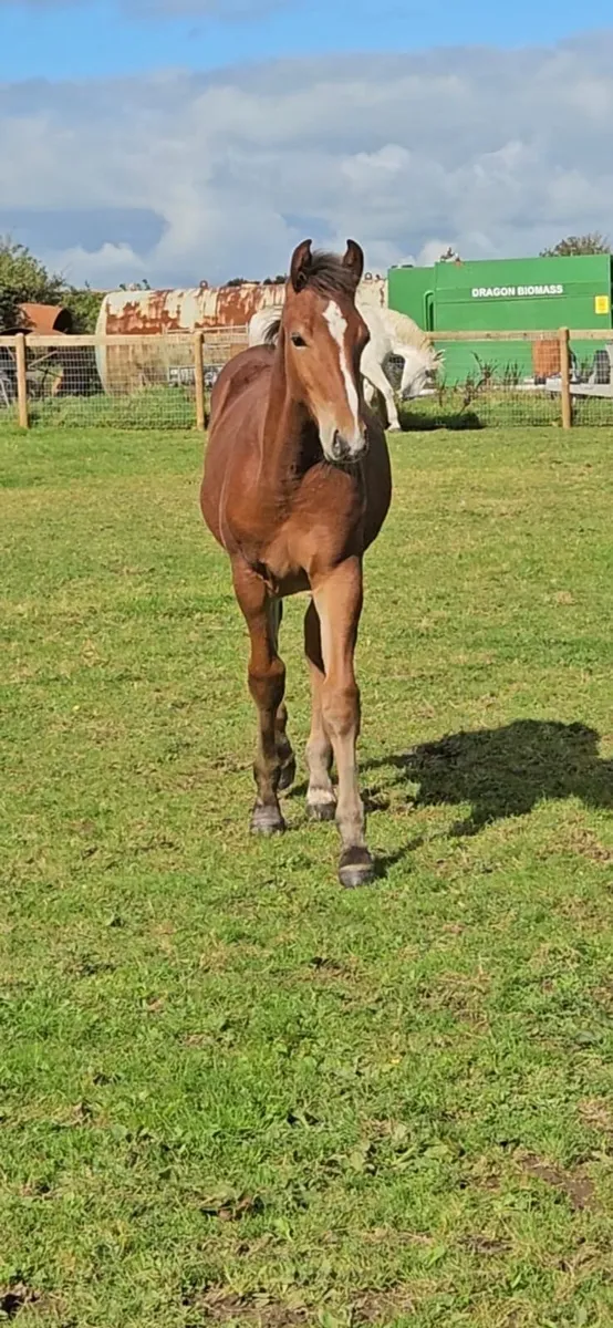 Irish Draft Colt Foal - Image 3
