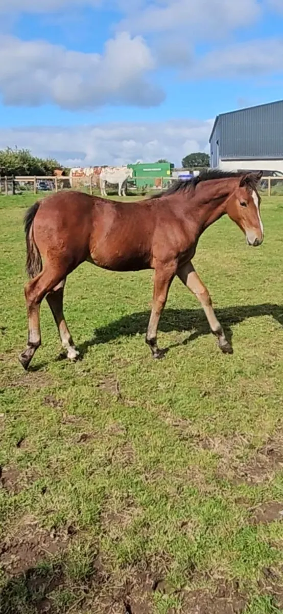 Irish Draft Colt Foal - Image 4