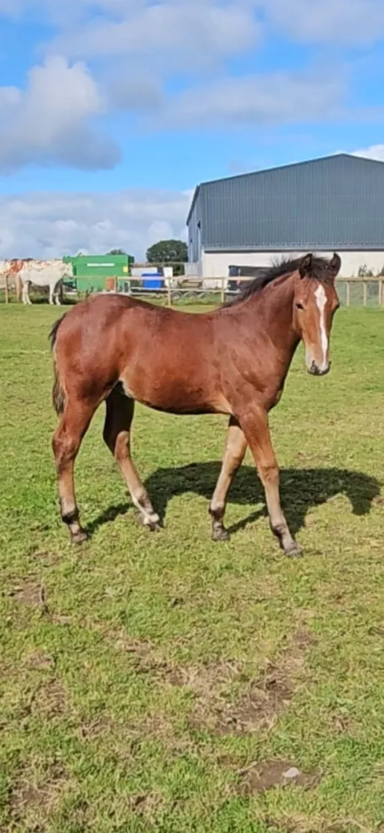 Irish Draft Colt Foal - Image 1