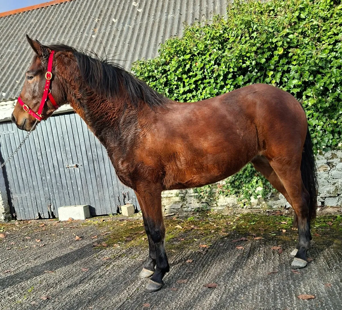 Reg. Connamara rising 3yr old filly - Image 1