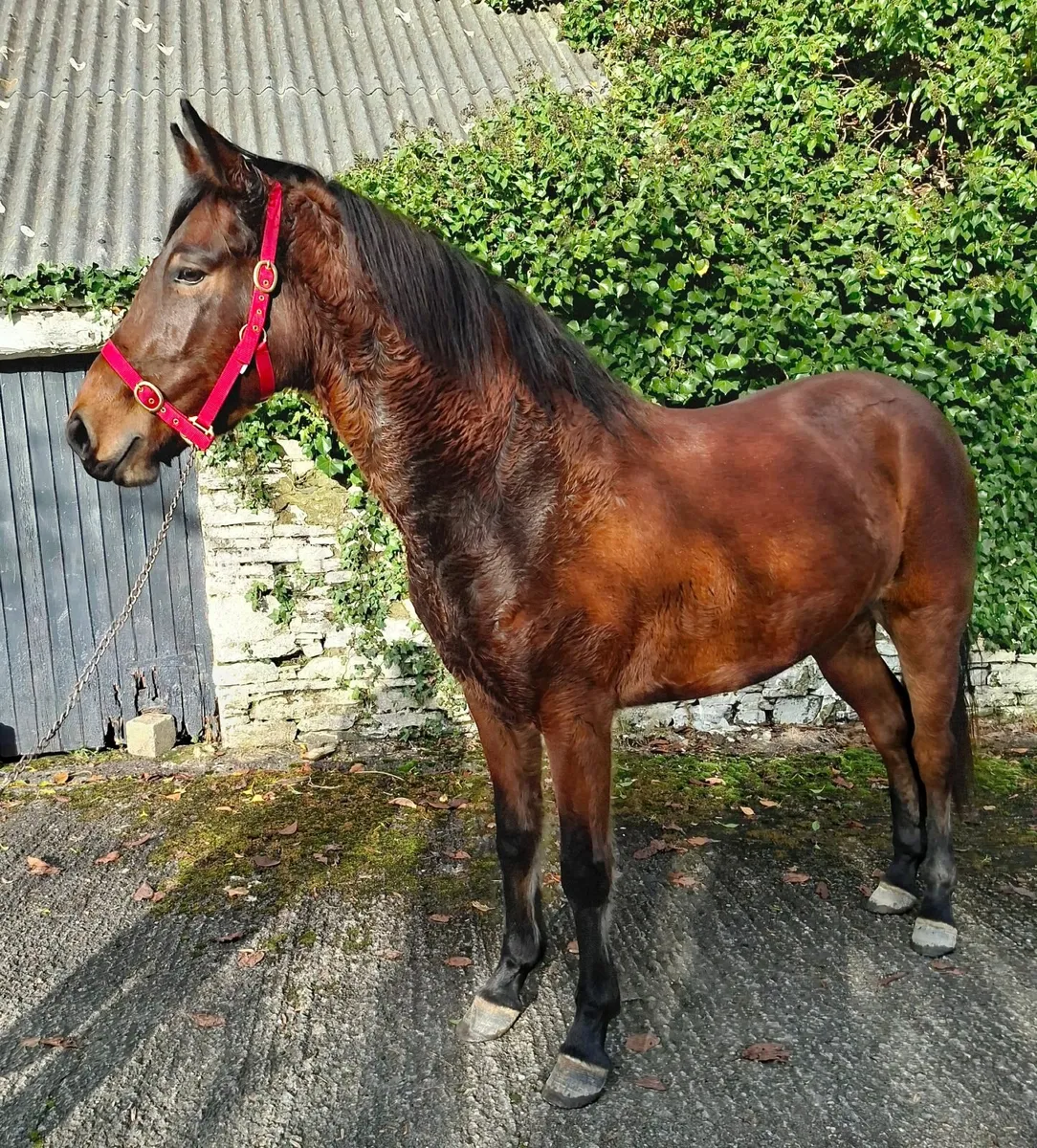 Reg. Connamara rising 3yr old filly - Image 2
