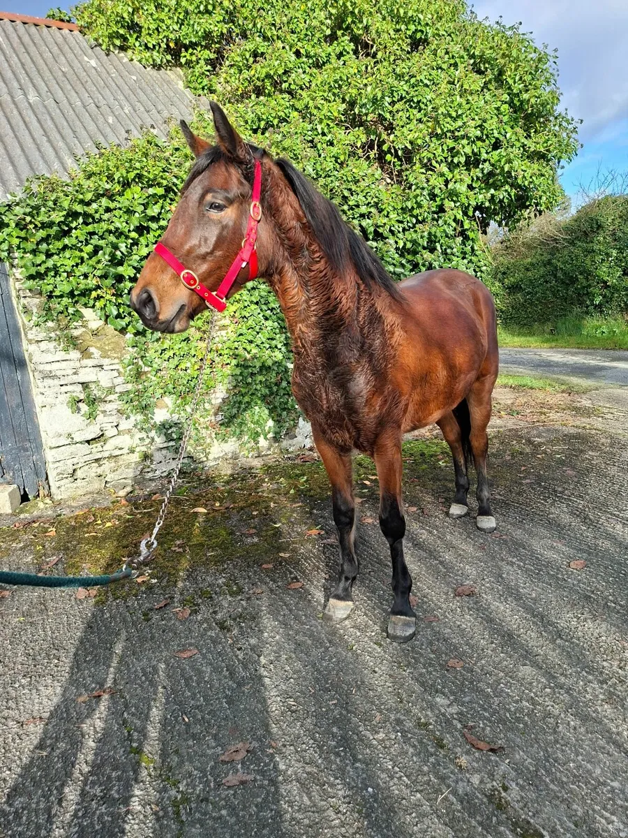 Reg. Connamara rising 3yr old filly - Image 3