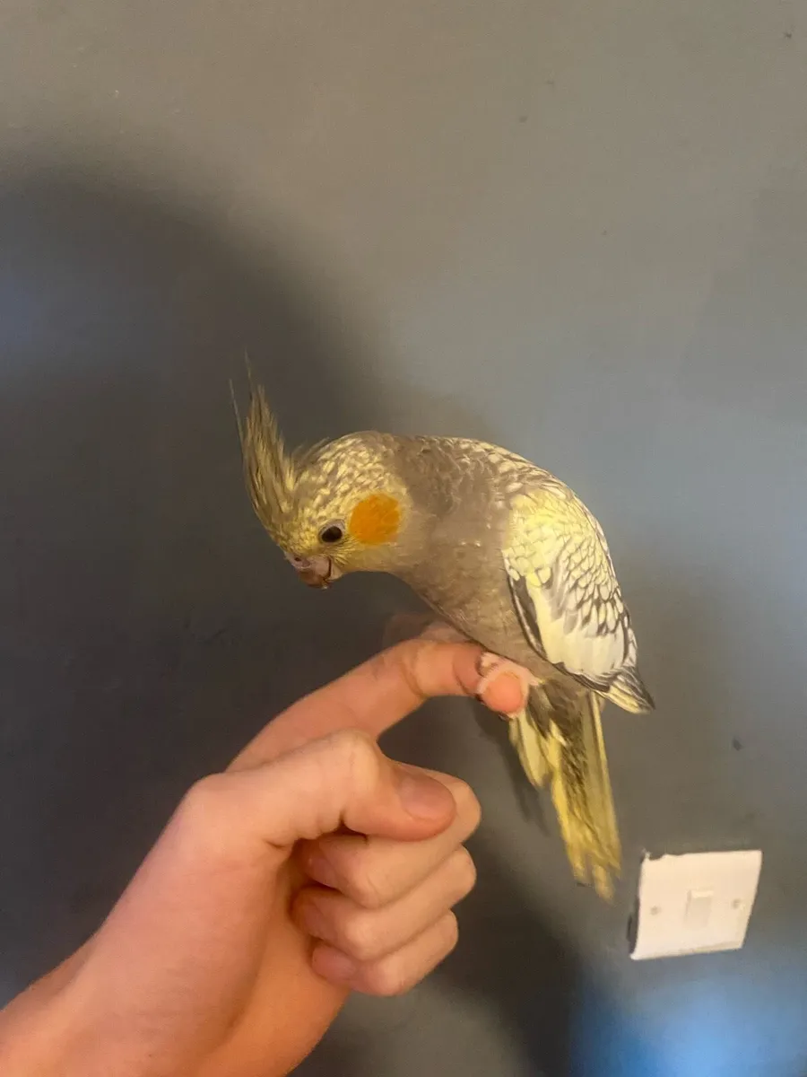 Cockatiel - Image 1