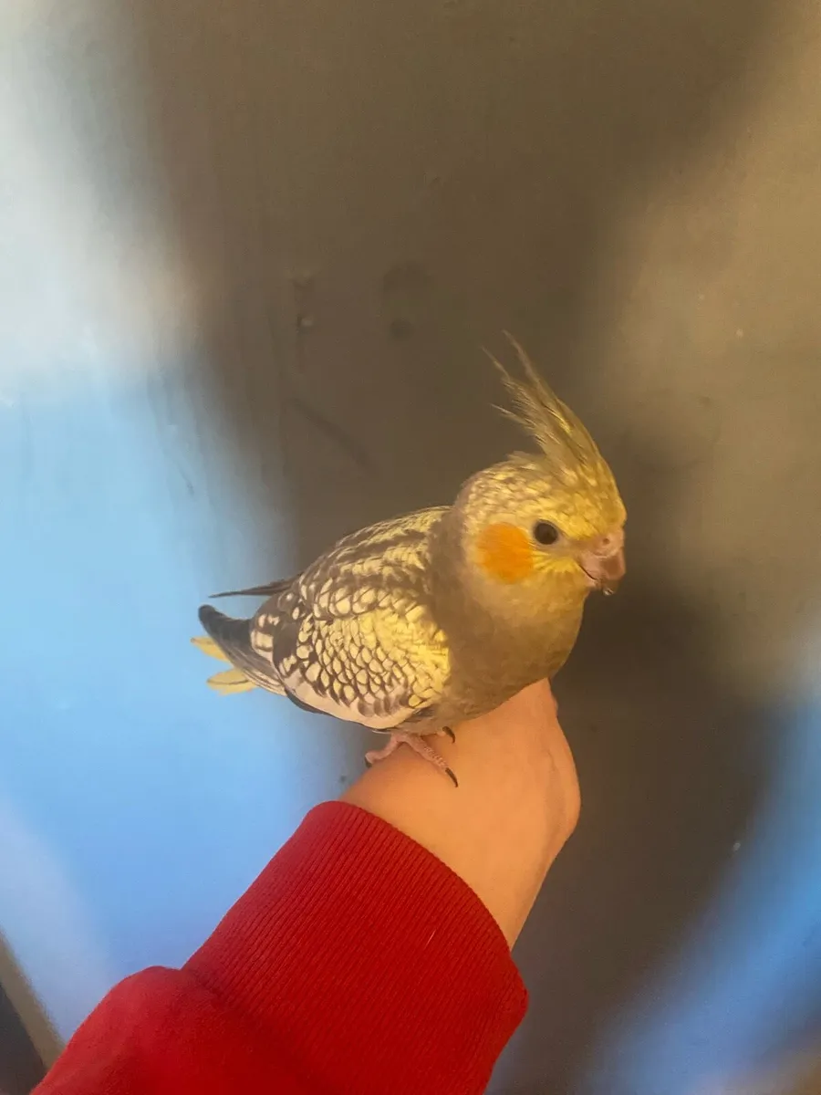 Cockatiel - Image 2