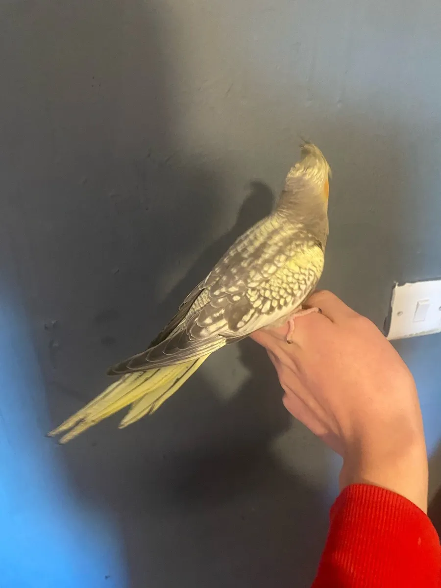 Cockatiel - Image 3