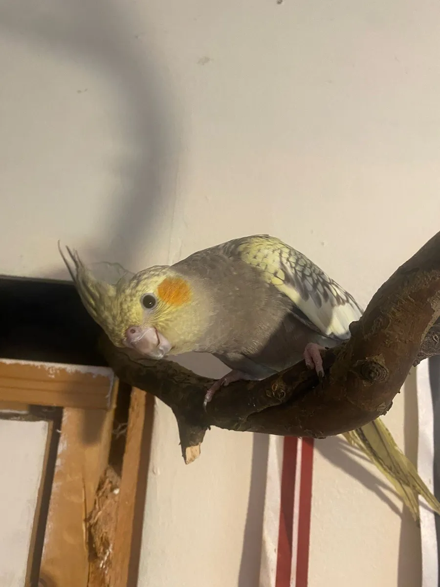 Cockatiel - Image 4
