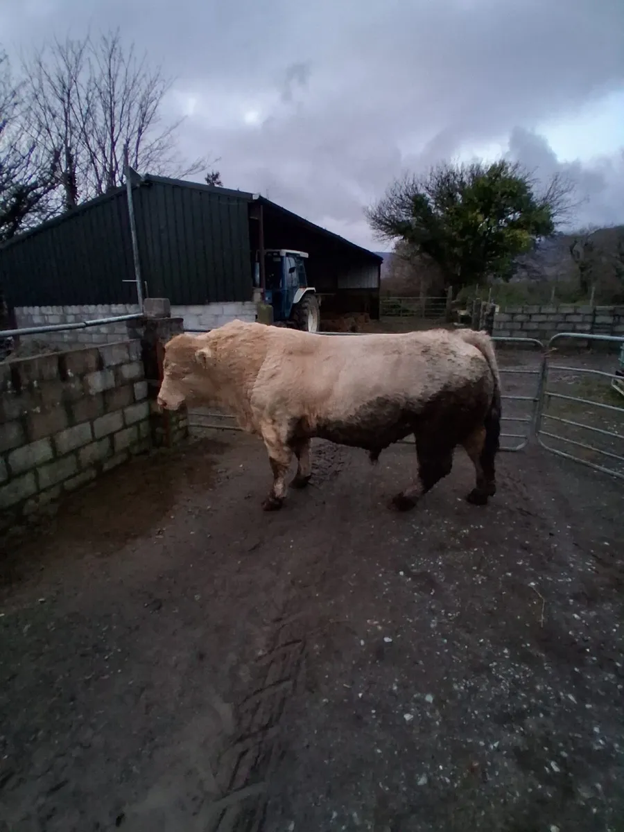 Pure bred Shirley Bull - Image 1