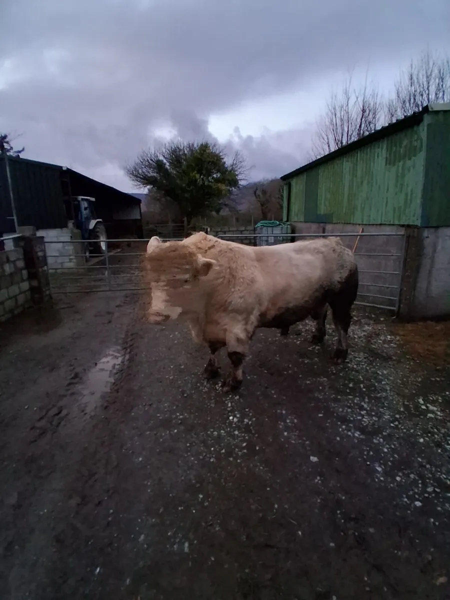 Pure bred Shirley Bull - Image 2