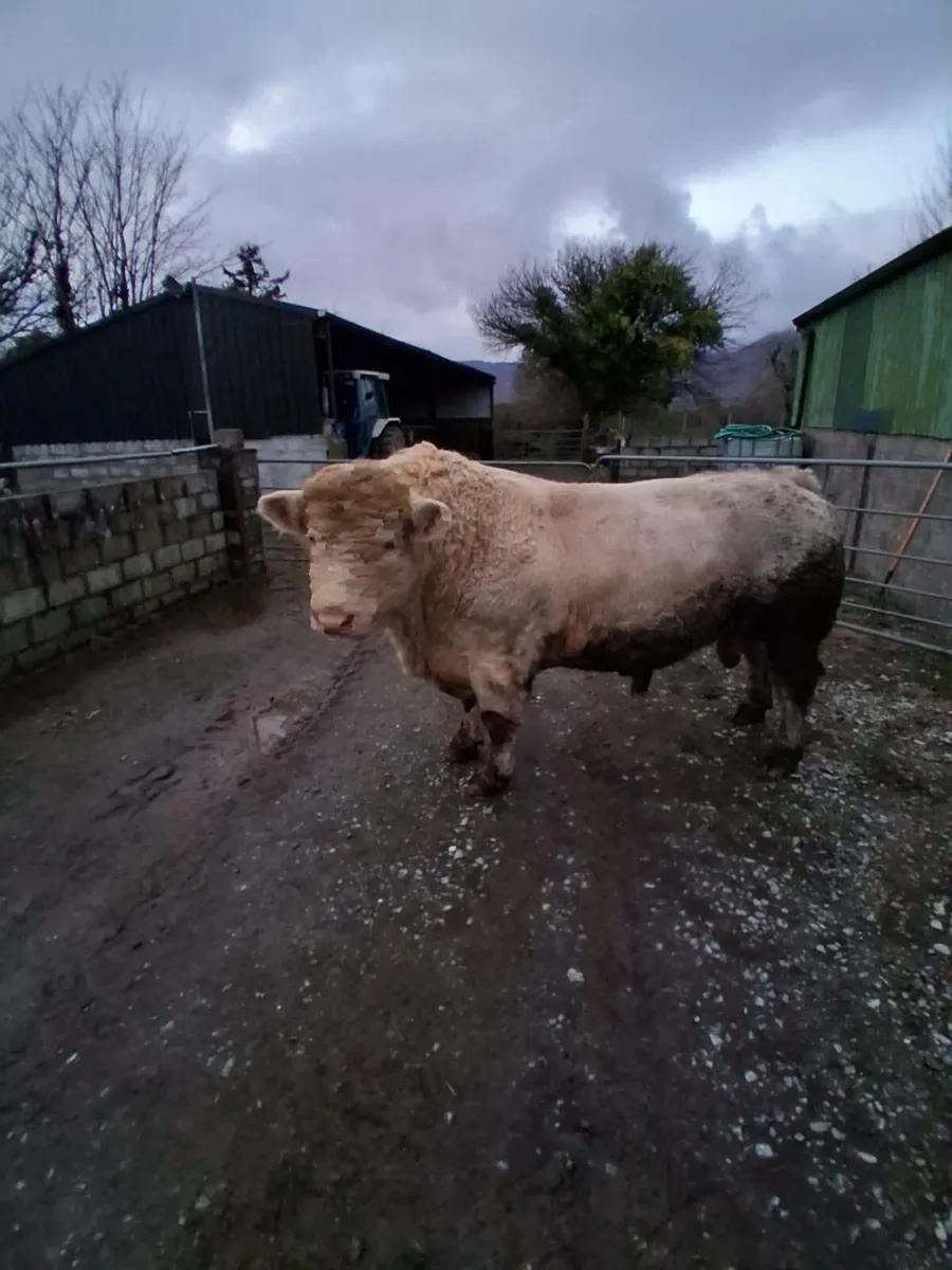 Pure bred Shirley Bull - Image 3