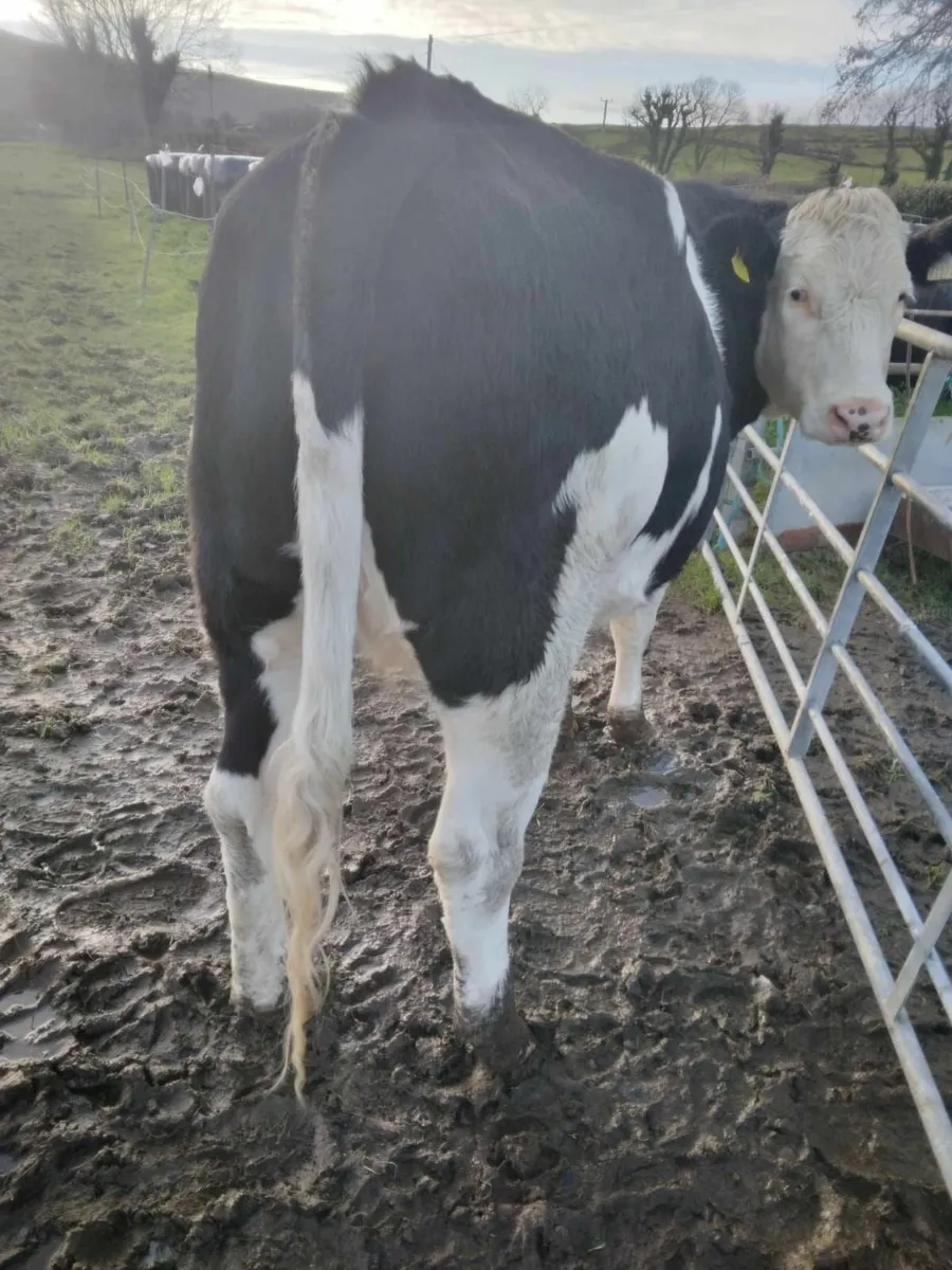 Incalf Heifer - Image 1